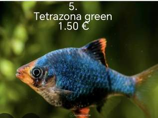 RYBKY NA ADRESU RAKUSKO