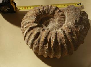 Fossilien / Versteinerung / Ammonit 22cm