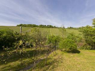 Wohnen zwischen den Weinreben - Grundstück in Toplage am Nußberg, 790000 €, Immobilien-Grund und Boden in 1190 Döbling