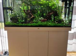 Aquarium Auflösung , 400 €, Marktplatz-Tiere & Tierbedarf in 2485 Gemeinde Wimpassing an der Leitha Aquarium Auflösung , 400 €, Marktplatz-Tiere & Tierbedarf in 2485 Gemeinde Wimpassing an der Leitha