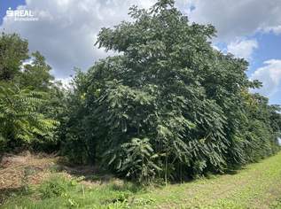 Grundstück am Rand des Paulahof – Altbaumbestand in idyllischer Ruhelage, 140000 €, Immobilien-Grund und Boden in 2425 Nickelsdorf