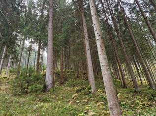 Zusammenhängende, ca. 2,35 ha große Waldfläche in Weitenbach bei Reichenfels im Lavanttal, 89000 €, Immobilien-Gewerbeobjekte in 9463 Reichenfels