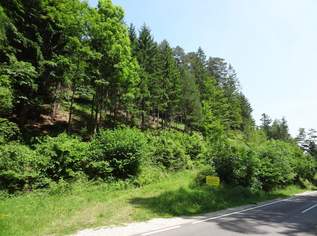 GUT ERSCHLOSSENER WALD, ZUR NACHHALTIGEN NUTZUNG UND ANLAGEZWECKEN!, 230000 €, Immobilien-Grund und Boden in 2640 Schlagl