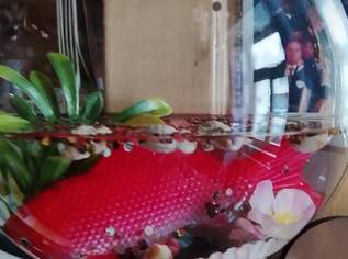 EIN FISCH NAMENS DONNER !!, 17 €, Haus, Bau, Garten-Balkon & Garten in 1200 Brigittenau