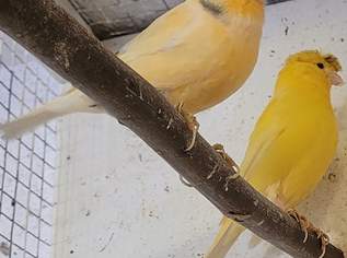 Verkaufe Kanarienmännchen aus Zuchtreserve, 30 €, Marktplatz-Tiere & Tierbedarf in 7000 Kleinhöflein