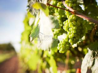 Weingarten im 10ten Bezirk - bewirtschaften od. investieren, 180000 €, Immobilien-Gewerbeobjekte in 1100 Favoriten Weingarten im 10ten Bezirk - bewirtschaften od. investieren, 180000 €, Immobilien-Gewerbeobjekte in 1100 Favoriten