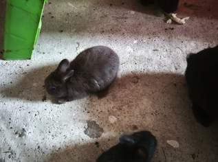 Zwergkaninchen, 10 €, Marktplatz-Tiere & Tierbedarf in 2004 Gemeinde Niederhollabrunn Zwergkaninchen, 10 €, Marktplatz-Tiere & Tierbedarf in 2004 Gemeinde Niederhollabrunn