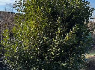 Küchenlorbeer 3m hoch zu verkaufen, 3000 €, Haus, Bau, Garten-Balkon & Garten in 4050 Traun