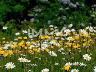 Ideal für Anleger: Ruhige 2-Zimmer Wohnung in guter Wohnlage - provisionsfreier Erstbezug!, 228750 €, Immobilien-Wohnungen in Oberösterreich