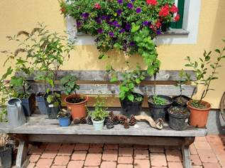 Pflanzen, 10 €, Haus, Bau, Garten-Balkon & Garten in 4064 Oftering