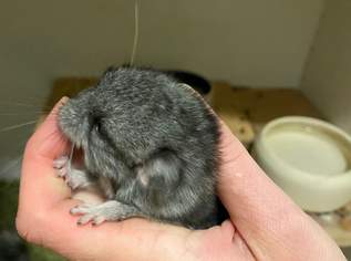 Wunderschöne Chinchilla Mädels & Buben suchen neues zuhause, 80 €, Marktplatz-Tiere & Tierbedarf in 8720 Knittelfeld Wunderschöne Chinchilla Mädels & Buben suchen neues zuhause, 80 €, Marktplatz-Tiere & Tierbedarf in 8720 Knittelfeld