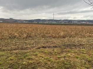 Landwirtschaftlicher Nutzgrund, 400000 €, Immobilien-Grund und Boden in 4331 Naarn im Machlande Landwirtschaftlicher Nutzgrund, 400000 €, Immobilien-Grund und Boden in 4331 Naarn im Machlande