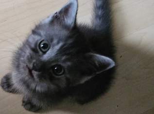 Kitten, 550 €, Marktplatz-Tiere & Tierbedarf in 1220 Donaustadt