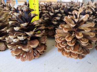 Dekorzapfen - Advent und Weihnachtsdekor - Föhrenzapfen Dekorzapfen - Advent und Weihnachtsdekor - Föhrenzapfen