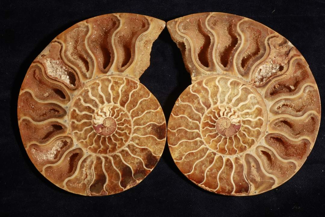 Fossilien / Versteinerung / Ammonit
