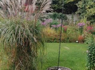 Gartenpflanze und Gräser zu verkaufen , 5 €, Haus, Bau, Garten-Balkon & Garten in 9212 Greilitz