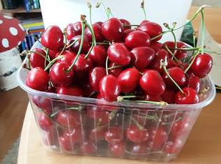 Frische BIO Kirschen!, 5 €, Marktplatz-Genuss & Kulinarik in 7121 Weiden am See