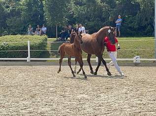 Qualitativ hochwertiger Dressurnachwuchs, 11000 €, Marktplatz-Tiere & Tierbedarf in 8720 Knittelfeld Qualitativ hochwertiger Dressurnachwuchs, 11000 €, Marktplatz-Tiere & Tierbedarf in 8720 Knittelfeld