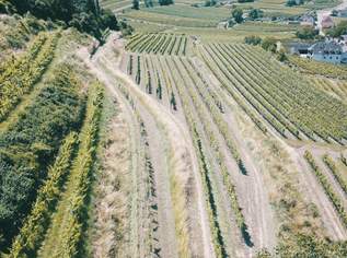 WEINGARTEN IN AUSSICHTSLAGE IM WEINBAUGEBIET WACHAU - WEINGARTEN, LANDWIRTSCHAFTLICHE FLÄCHEN - GRUNDSTÜCK IN DER WACHAU - KEIN BAUGRUNDSTÜCK!, 107880 €, Immobilien-Grund und Boden in 3621 Mitterarnsdorf