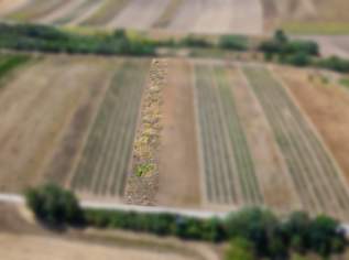 Landwirtschaftliches Grundstück in der KG Groß-Schweinbarth - 1838m2, 11028 €, Immobilien-Gewerbeobjekte in 2221 Groß-Schweinbarth Landwirtschaftliches Grundstück in der KG Groß-Schweinbarth - 1838m2, 11028 €, Immobilien-Gewerbeobjekte in 2221 Groß-Schweinbarth