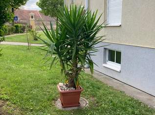 Yucca Palme zu verkaufen Yucca Palme zu verkaufen