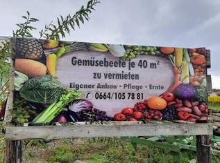 Gemüsebeete in Hagenbrunn zu vermieten, 180 €, Immobilien-Grund und Boden in 2102 Gemeinde Hagenbrunn Gemüsebeete in Hagenbrunn zu vermieten, 180 €, Immobilien-Grund und Boden in 2102 Gemeinde Hagenbrunn