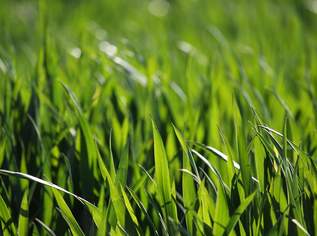 Landwirtschaftliche Fläche (ein Grundstück mit ca. 11 ha) - BEZIRK OBERWART!, 0 €, Immobilien-Gewerbeobjekte in 7400 Oberwart