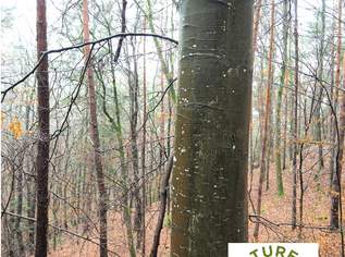 50 Hektar Wald zu verkaufen, 990000 €, Immobilien-Grund und Boden in 7534 Olbendorf 50 Hektar Wald zu verkaufen, 990000 €, Immobilien-Grund und Boden in 7534 Olbendorf