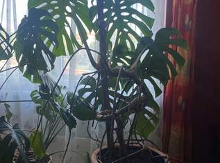 Großblättriger Philodendron, 75 €, Haus, Bau, Garten-Balkon & Garten in 2700 Wiener Neustadt