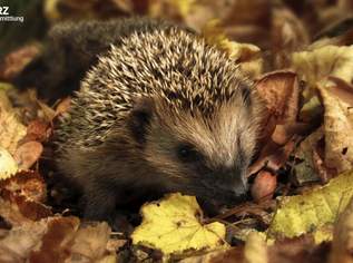 Gartenmomente genießen, 984000 €, Immobilien-Wohnungen in 1100 Favoriten Gartenmomente genießen, 984000 €, Immobilien-Wohnungen in 1100 Favoriten