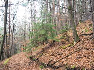 50 Hektar Wald zu verkaufen