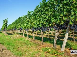 Großzügiges Weingut mit umfangreichen Hallen- und Lagerflächen, 5240000 €, Immobilien-Gewerbeobjekte in 7122 Gols