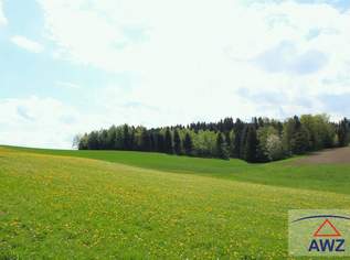 Schöner leistbarer Baugrund mit Grünland!, 80500 €, Immobilien-Grund und Boden in 5272 Obertreubach Schöner leistbarer Baugrund mit Grünland!, 80500 €, Immobilien-Grund und Boden in 5272 Obertreubach