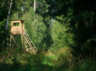 Exklusives Waldgrundstück in Döbling, Nähe Krapfenwaldbad, 500000 €, Immobilien-Grund und Boden in 1190 Döbling Exklusives Waldgrundstück in Döbling, Nähe Krapfenwaldbad, 500000 €, Immobilien-Grund und Boden in 1190 Döbling