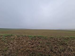 TOLLE ACKERFLÄCHE IN SÜDSEITIGER AUSRICHTUNG MIT GUTER BONITÄT IN GROßMUGL, 145776 €, Immobilien-Grund und Boden in 2002 Großmugl TOLLE ACKERFLÄCHE IN SÜDSEITIGER AUSRICHTUNG MIT GUTER BONITÄT IN GROßMUGL, 145776 €, Immobilien-Grund und Boden in 2002 Großmugl