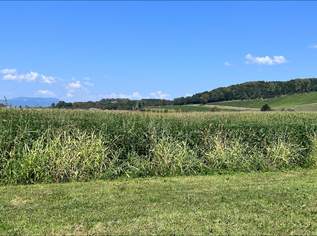 Wohnen wie im Paradies - Luxuriöse Einfamilienhäuser in der Thermen Region Bad Waltersdorf., 429900 €, Immobilien-Häuser in 8271 Bad Waltersdorf