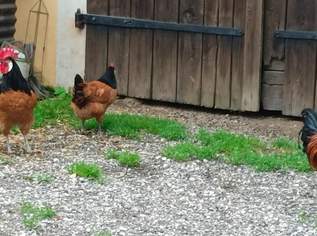 Vorwerkküken Vorwerkküken