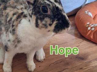 Hey, ich bin Hope ein gepard Kleinrexmädel