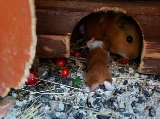 Meerschweinchen Meerschweinchen