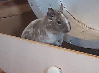 Deguweibchen, 1 €, Marktplatz-Tiere & Tierbedarf in 2404 Gemeinde Petronell-Carnuntum