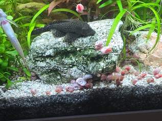 Ancistrus Ancistrus