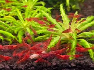 Zwerggarnelen Sakura Red, 3.99 €, Marktplatz-Tiere & Tierbedarf in 5400 Hallein