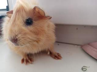 Meerschweinchen Meerschweinchen