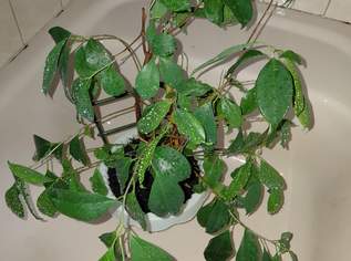 Gefiederter Feigenbaum , 0 €, Haus, Bau, Garten-Balkon & Garten in 3382 Gemeinde Loosdorf