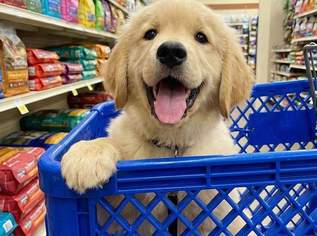 Sie können diesen Welpen kostenlos adoptieren., 1 €, Marktplatz-Tiere & Tierbedarf in 6330 Stadt Kufstein