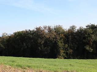 Wald und Wiesen östlich von Perg, 279000 €, Immobilien-Gewerbeobjekte in 4320 Perg Wald und Wiesen östlich von Perg, 279000 €, Immobilien-Gewerbeobjekte in 4320 Perg