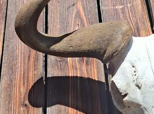 Trophäe von einem Gnu