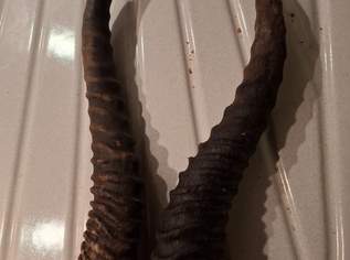Hörner für Perchten, 40 €, Marktplatz-Spiele, Bastelmaterial & Modellbau in 5280 Neukirchen an der Enknach