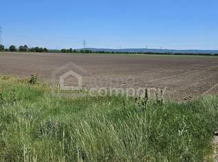 Ackerland in Bestlage – 4,97 Hektar wertvoller Ackerboden mit optimaler Grundstücksform in Margarethen am Moos, 1490910 €, Immobilien-Grund und Boden in 2433 Margarethen am Moos