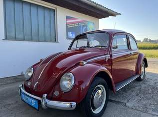 Käfer 11 ( 1300 ), 17490 €, Auto & Fahrrad-Autos in 8522 Groß Sankt Florian Käfer 11 ( 1300 ), 17490 €, Auto & Fahrrad-Autos in 8522 Groß Sankt Florian